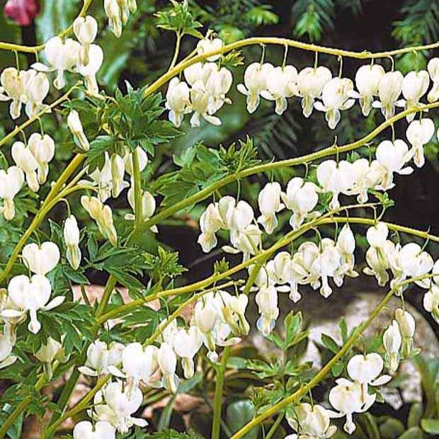 4 Coeur de Marie en mélange - Dicentra spectabilis - Plantes