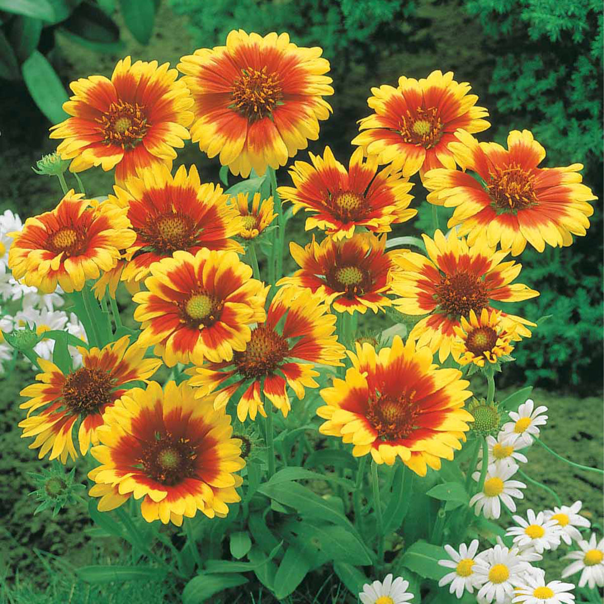 Collection de 6 Marguerites colorées - Rudbeckia, gaillardia, leucanthemum - Willemse