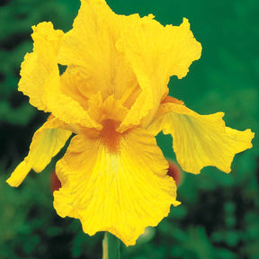 Collection de 6 Iris de jardin : Lasso, Bordure, Sangreal - Iris germanica  (2 lasso, 2 bordure, 2 sangreal) - Fleurs vivaces