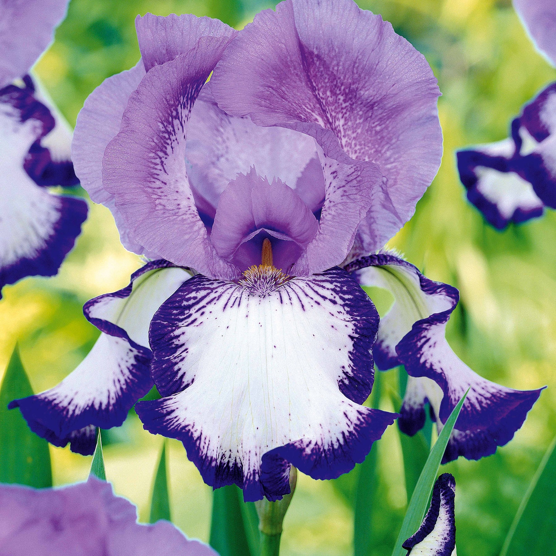 Collection de 6 Iris de jardin : Lasso, Bordure, Sangreal - Iris germanica  (2 lasso, 2 bordure, 2 sangreal)