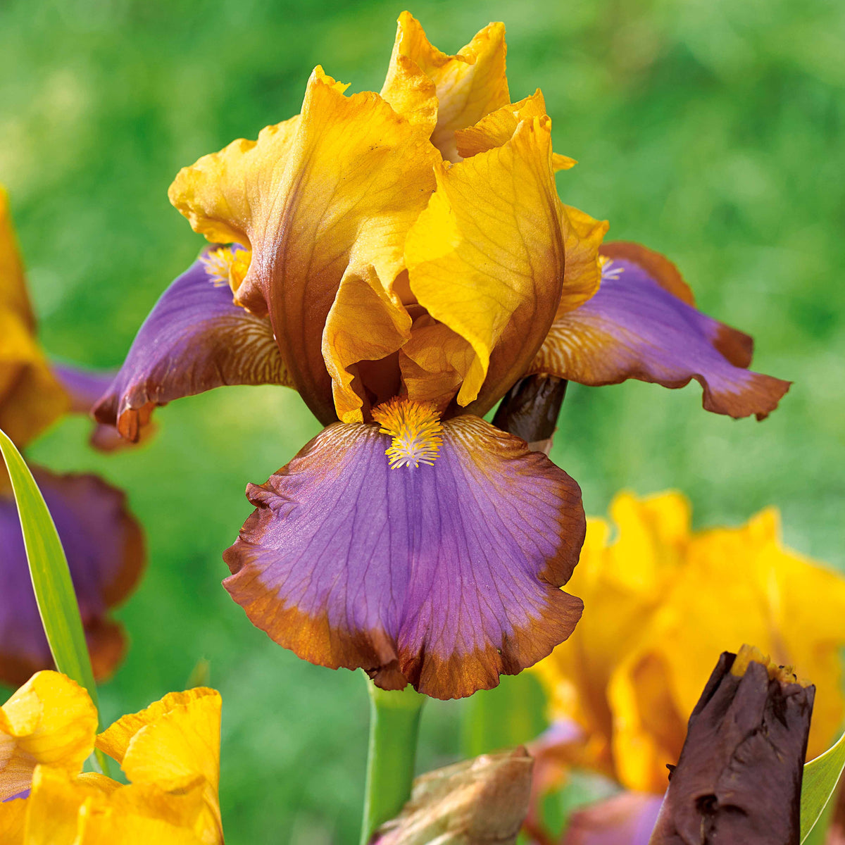Collection de 6 Iris de jardin : Lasso, Bordure, Sangreal - Iris germanica  (2 lasso, 2 bordure, 2 sangreal) - Plantes vivaces