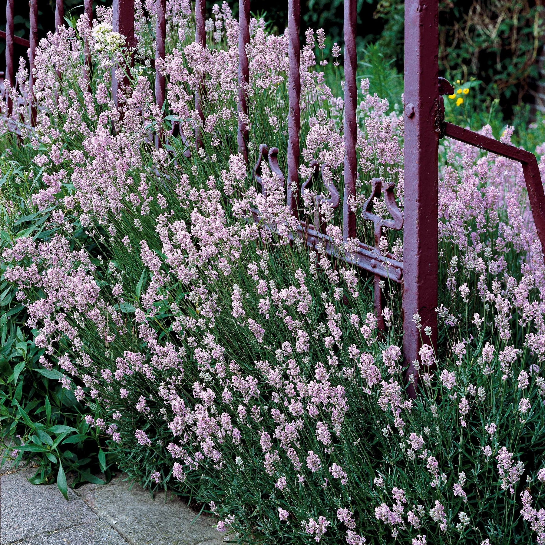 Collection de 4 Lavandes blanches et roses - Lavandula angustifolia alba, rosea - Lavandes