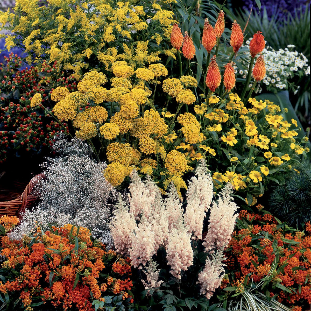 Collection fantaisie de 14 plantes vivaces  - 2 m² - Plantes