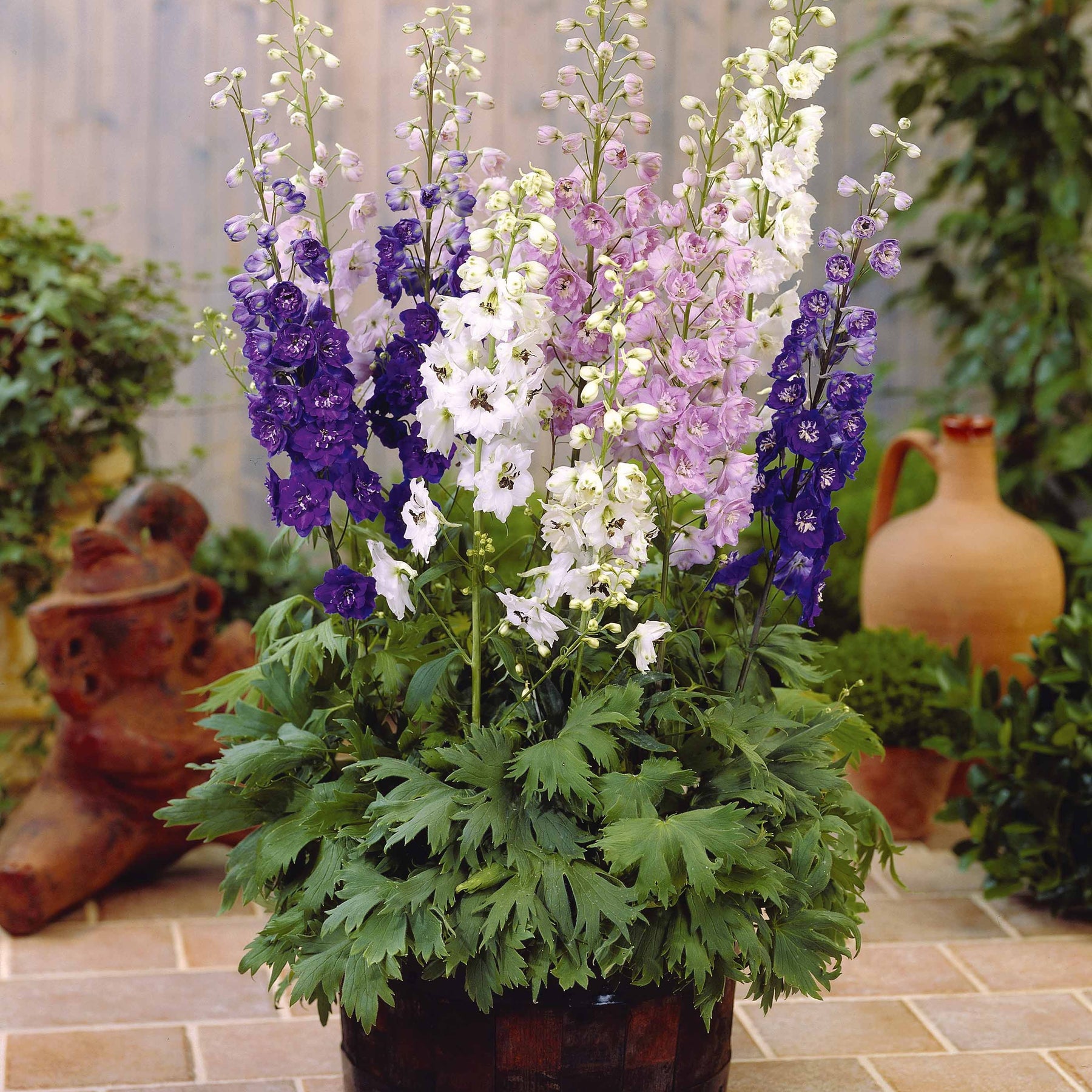 2 Delphiniums Magic Fountain en mélange - Delphinium magic fountains - Plantes