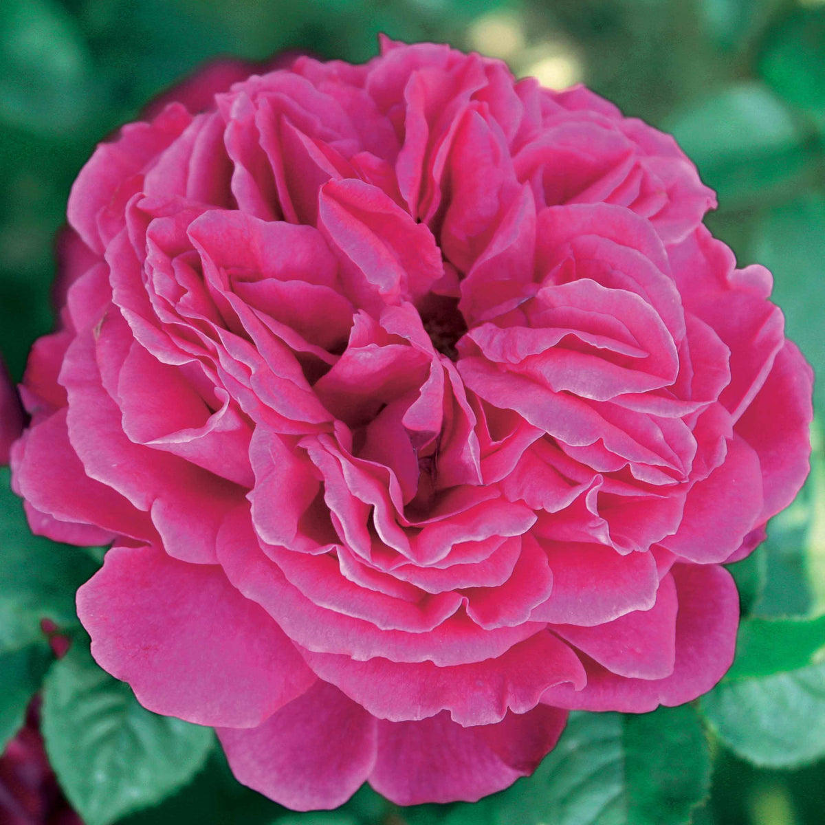 Collection de 3 Rosiers anglais : Fish Ausgreen, Charlie, Her's Ausgreen - Rosa(fish ausgreen,charlie ausgreen,her's ausgreen - Willemse