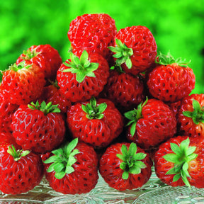 Collection de 4 fraisiers originaux - Fragaria pineberry ® framberry ® - Collections de fruitiers
