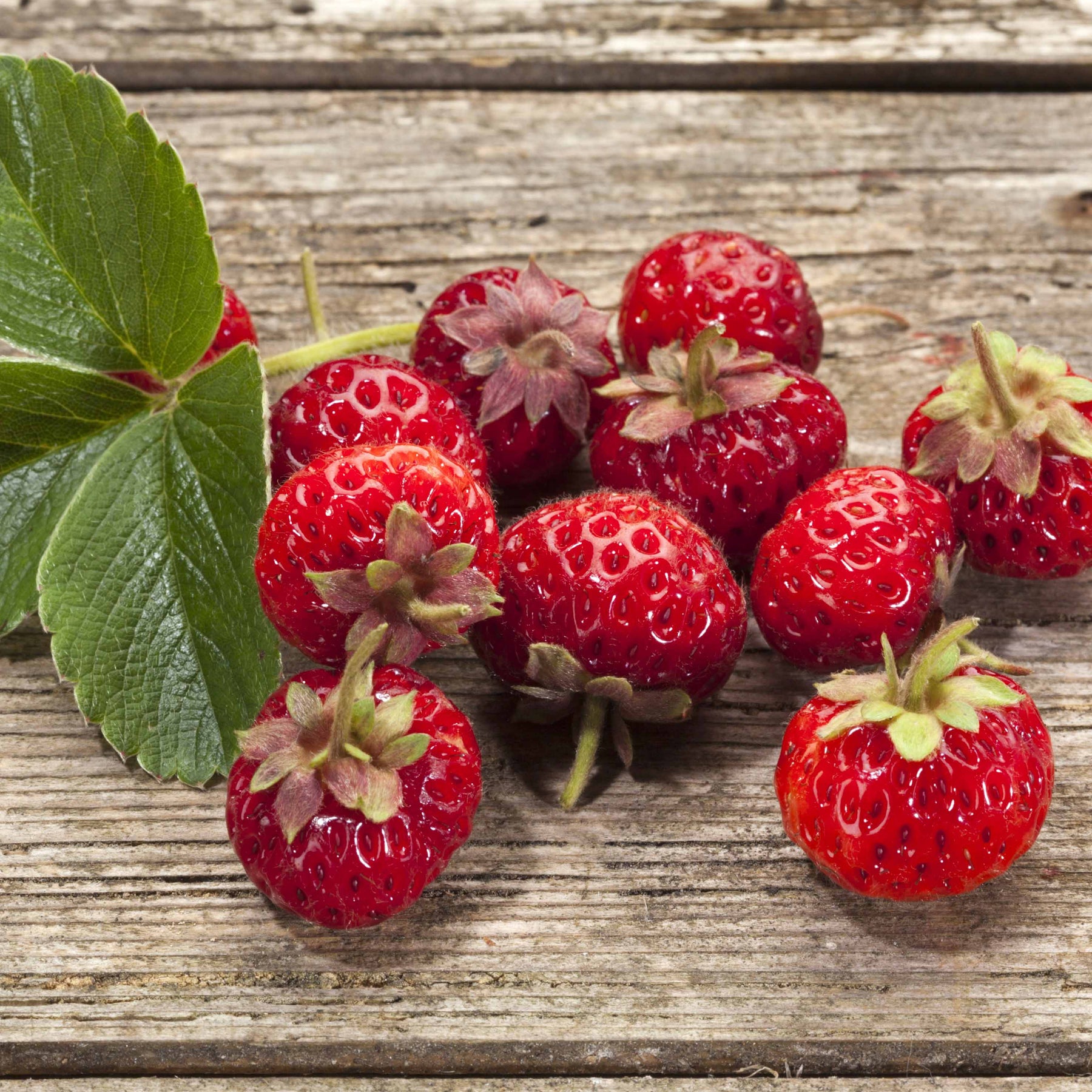 Collection de 4 fraisiers originaux - Fragaria pineberry ® framberry ®