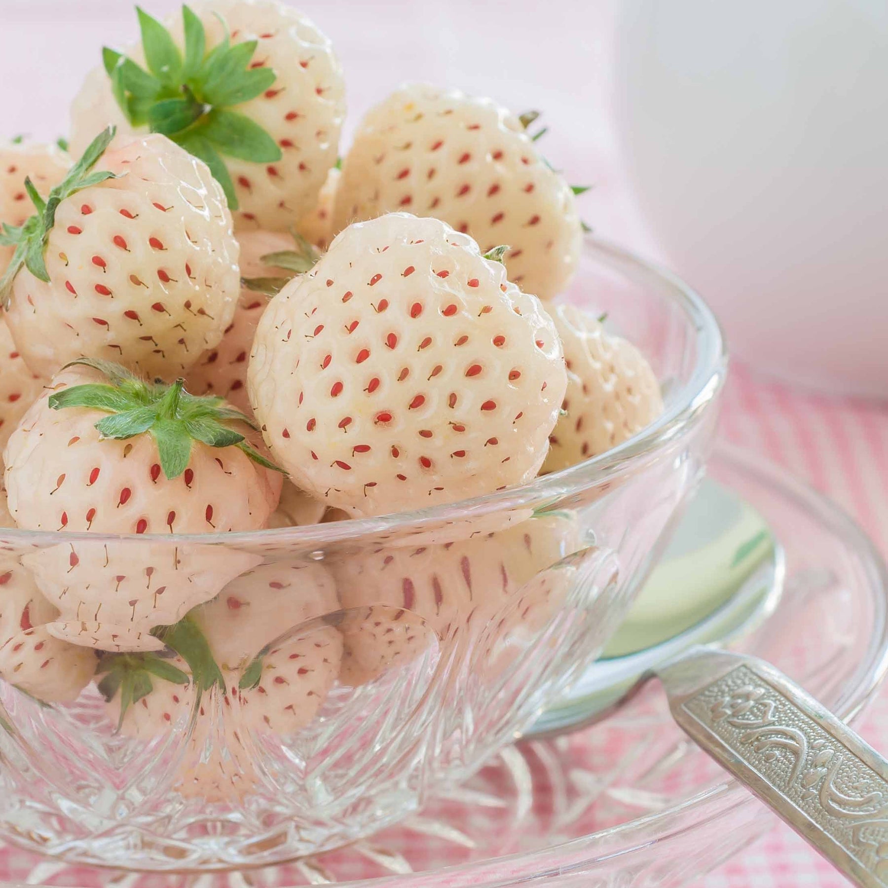 Collection de 4 fraisiers originaux - Fragaria pineberry ® framberry ®