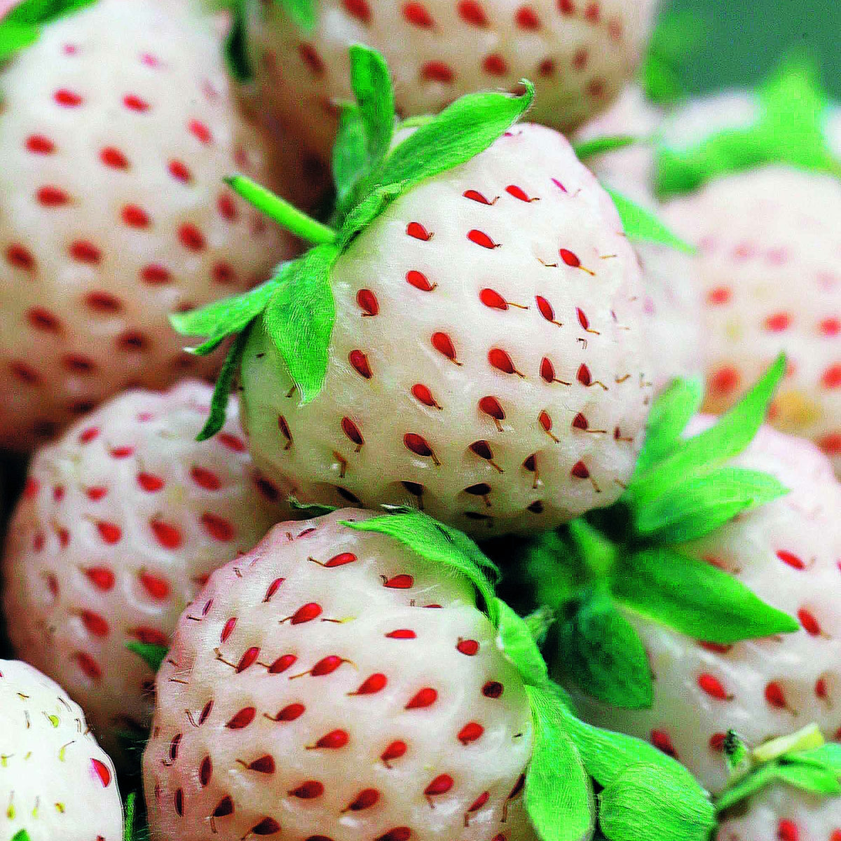 Collection de 4 fraisiers originaux - Fragaria pineberry ® framberry ® - Fruitiers Arbres et arbustes