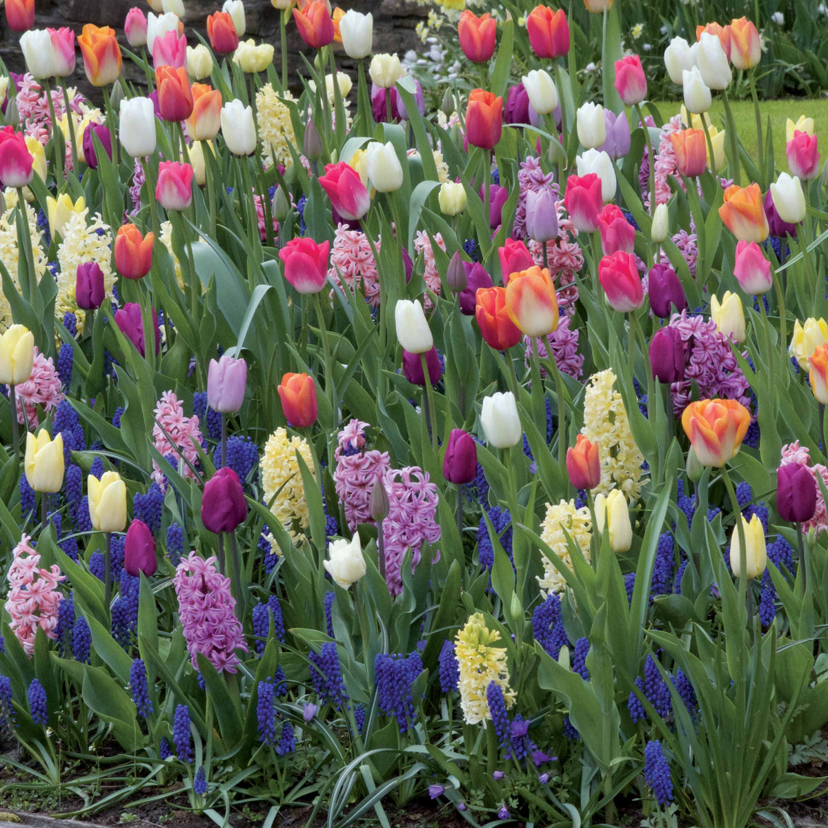 60 Bulbes pour massif multicolore en mélange - Tulipa pastel, Hyacinthus, Muscari armeniacum - Plantes