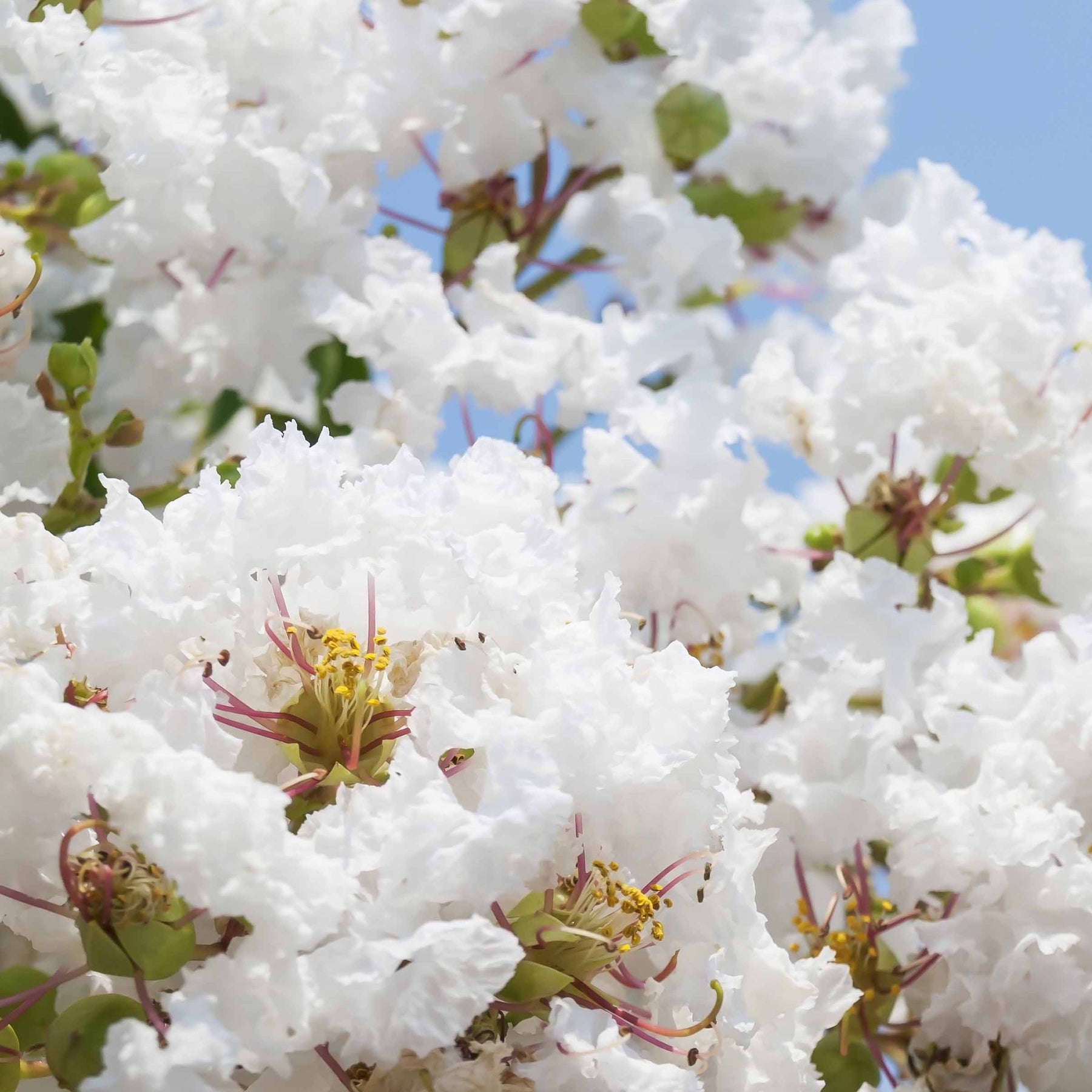 Collection de 3 Lilas des Indes : rouge, violet, blanc - Lagerstroemia indica - Lilas des Indes