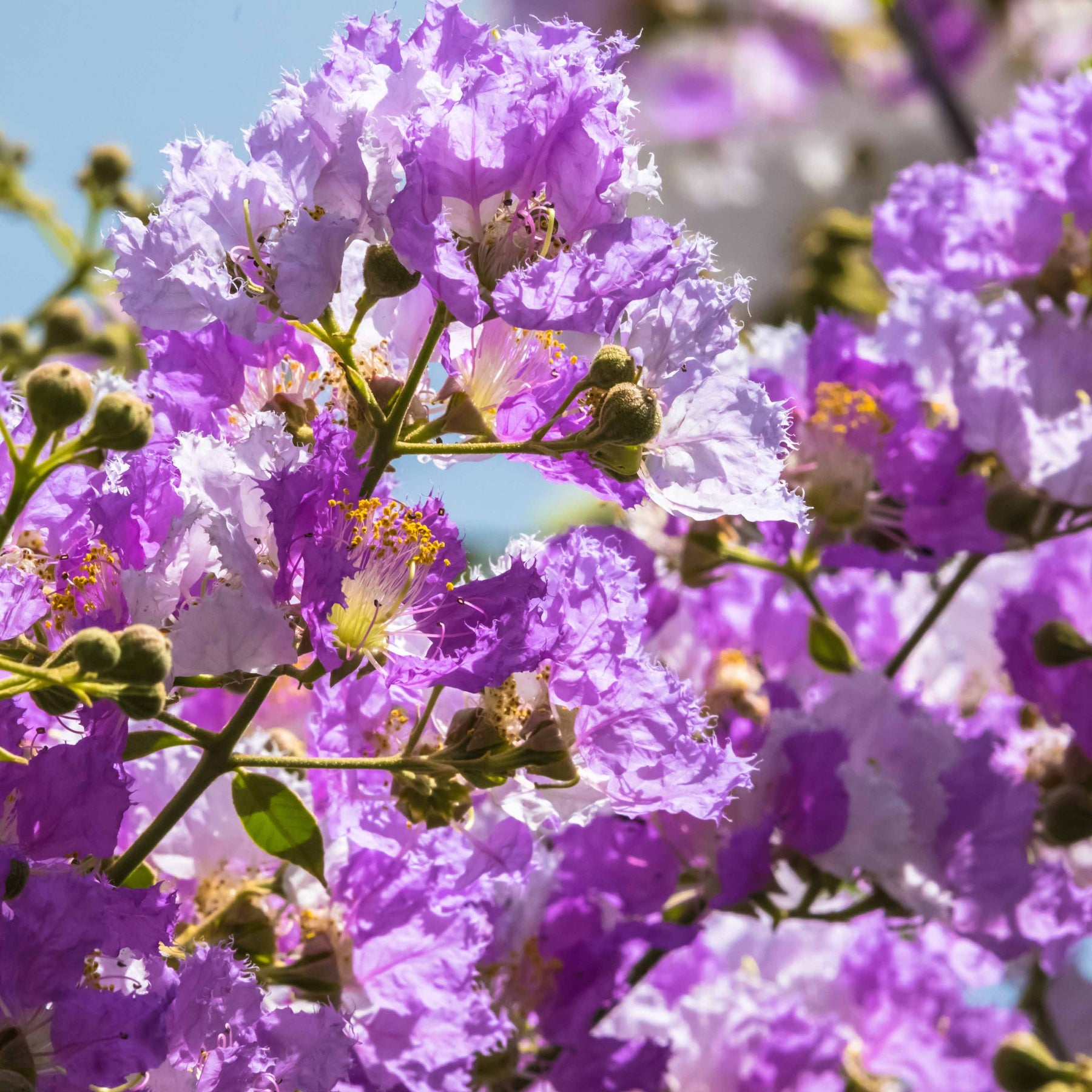 Collection de 3 Lilas des Indes : rouge, violet, blanc - Lagerstroemia indica