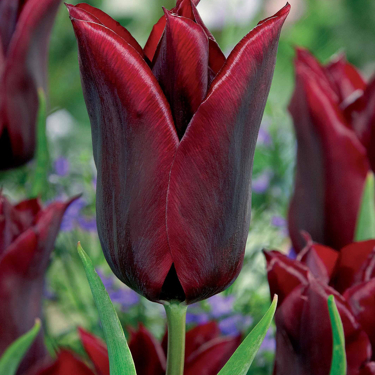 10 Tulipes à fleurs de lis Lasting Love - Tulipa lasting love - Plantes