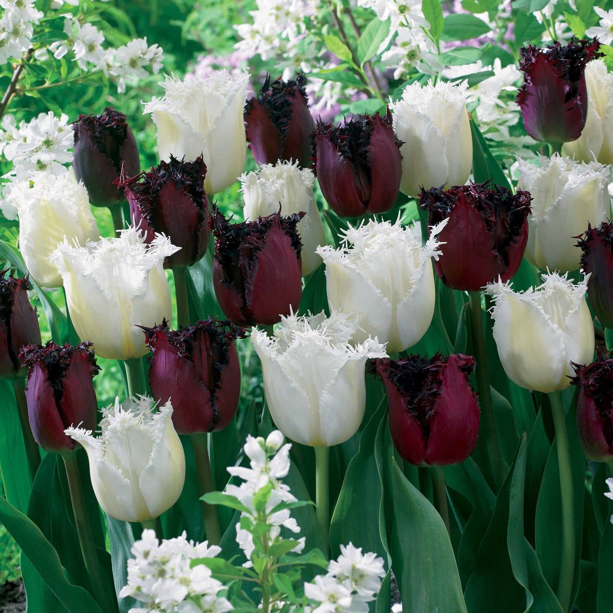 10 Tulipes frangées Pôle Nord et Labrador en mélange - Tulipa north pole , labrador - Plantes