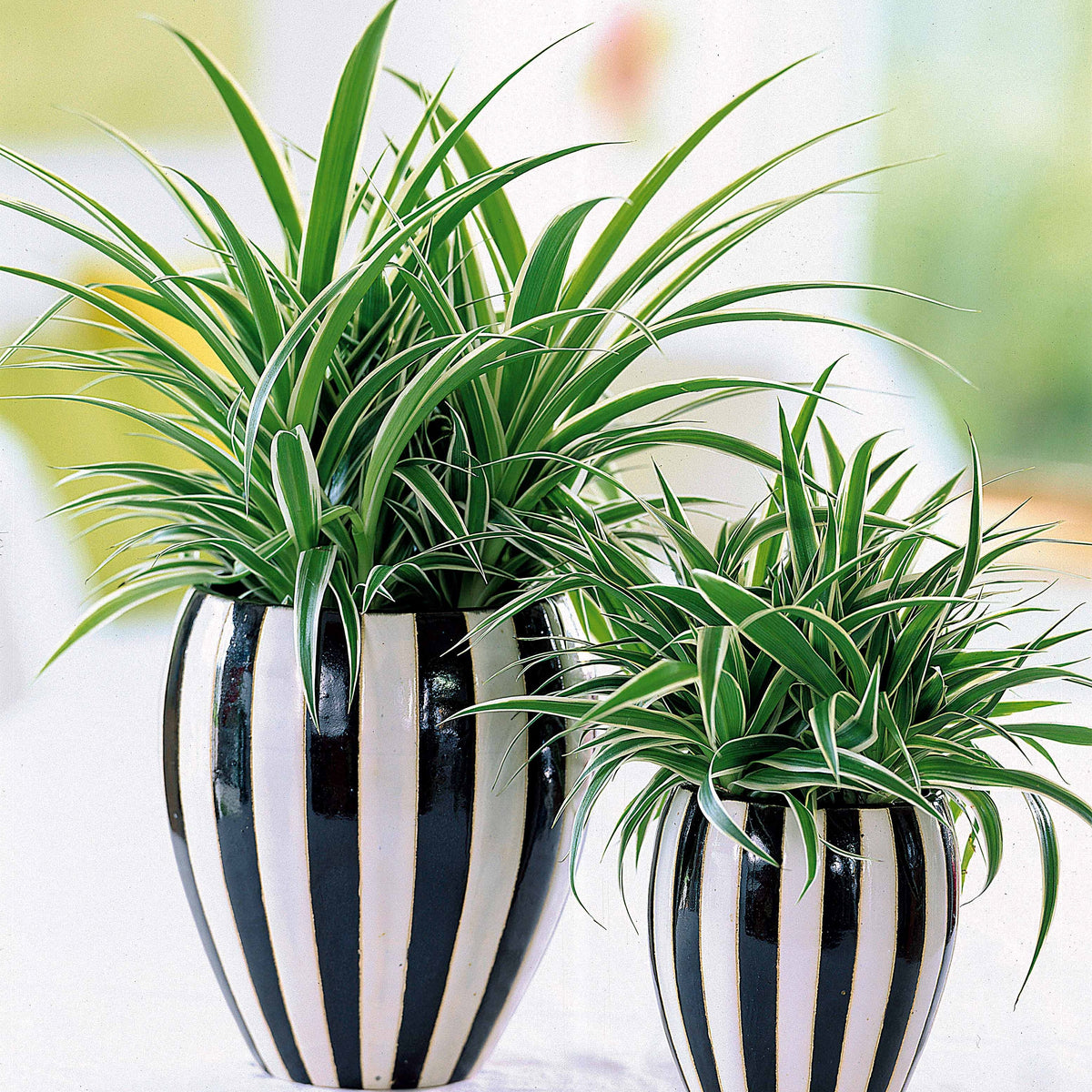 Collection de 3 plantes vertes dépolluantes - Chamoedorea elegans,monstera deliciosa,chlorophytum atlantic - Willemse