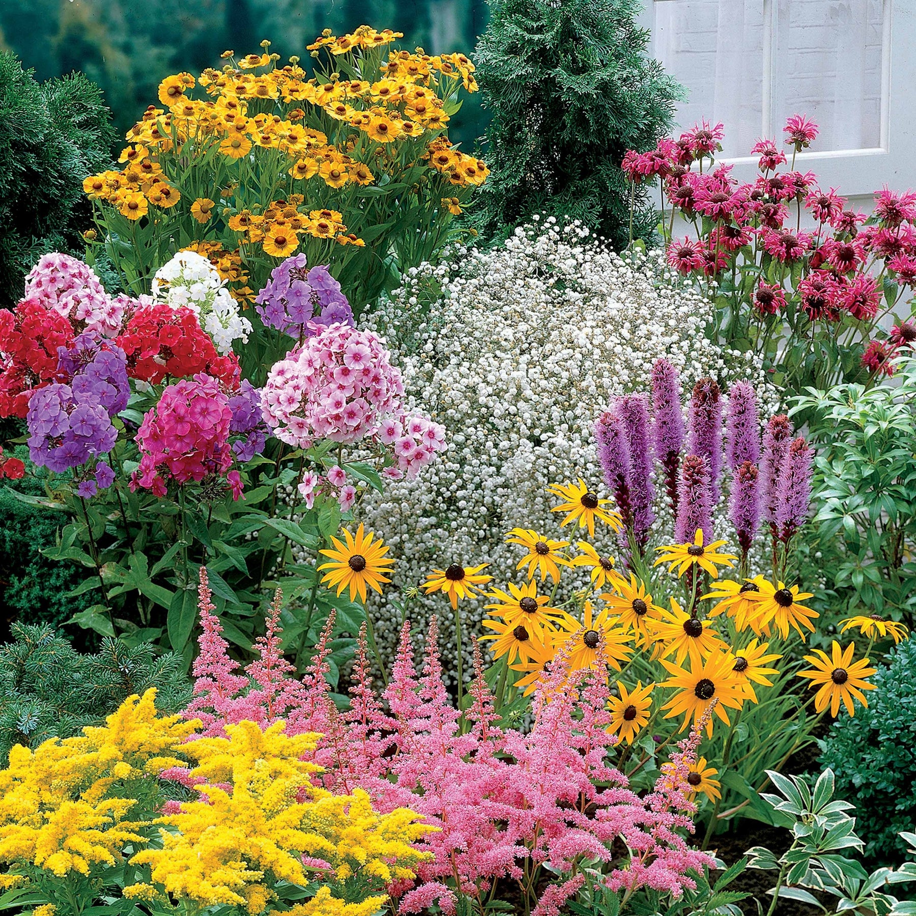 Collection de 15 plantes vivaces  - 2 m² - Helenium, Monarda,  Phlox paniculata, Rudbeckia Goldstrum, Gypsophila paniculata, Liatris spicata, Solidago, Astilbe - Plantes