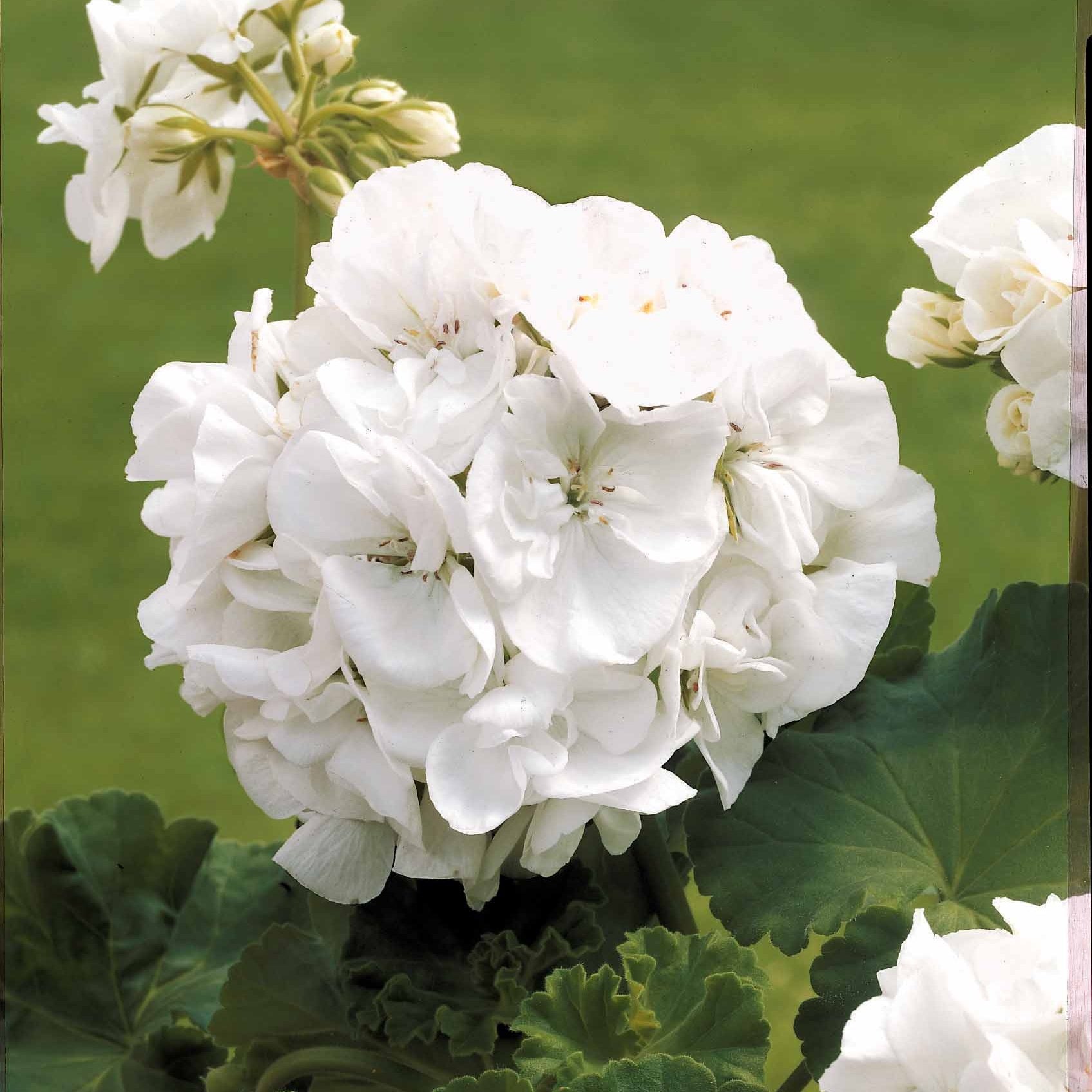 Collection de 6 Géraniums : rouges, blancs, abricot - Pelargonium zonale - Géranium de balcon