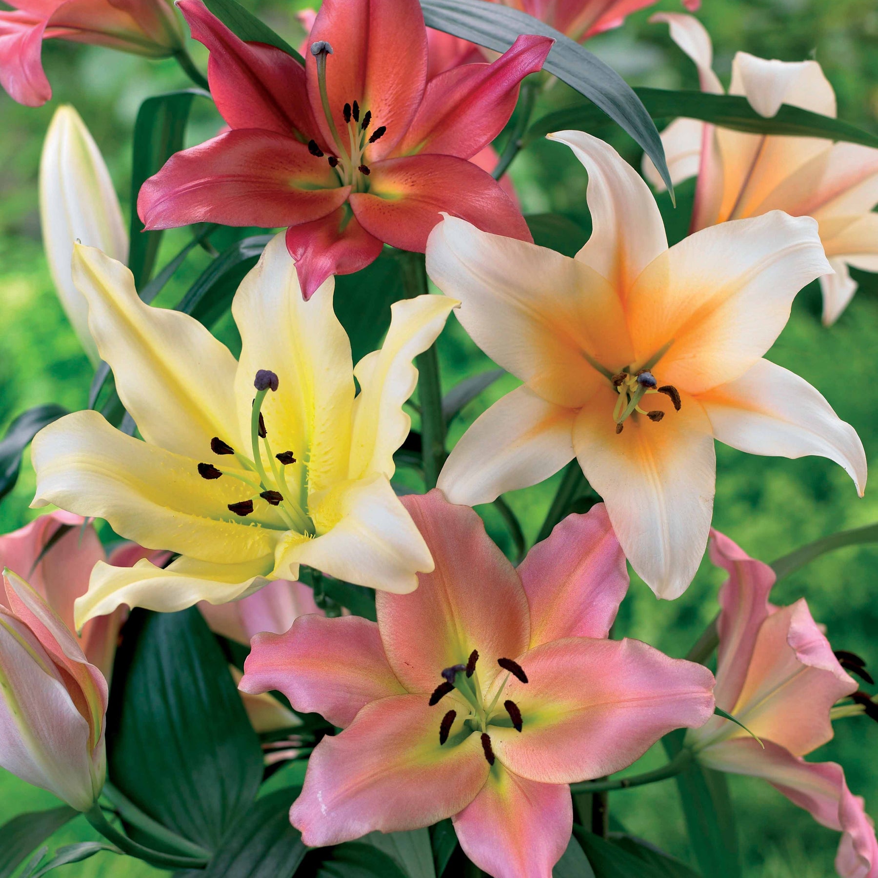 4 Lis OT en mélange - Lilium - Bulbes à fleurs