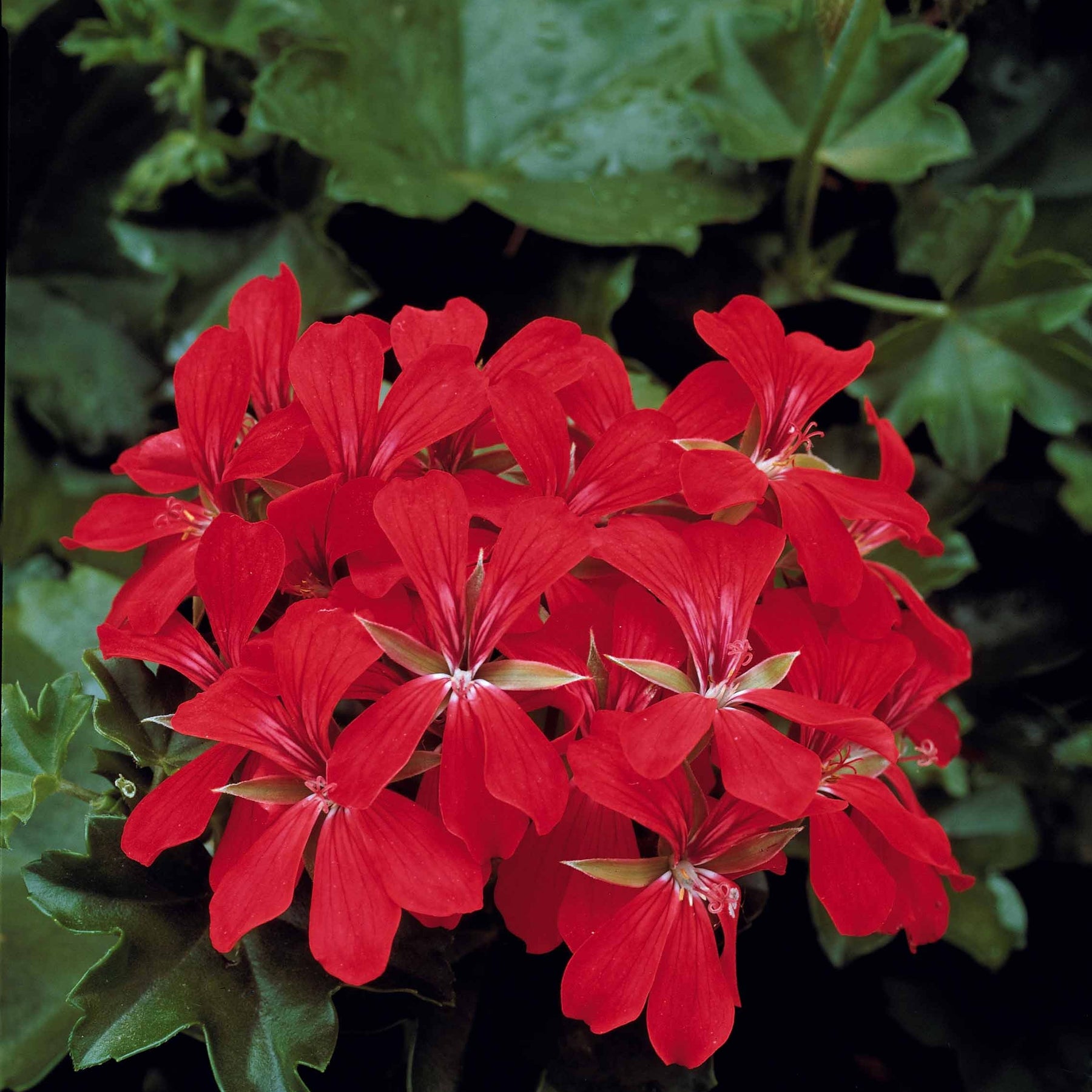Collection de 6 Géraniums-lierres : rouge et bicolore - Pelargonium peltatum nixe , rouge
