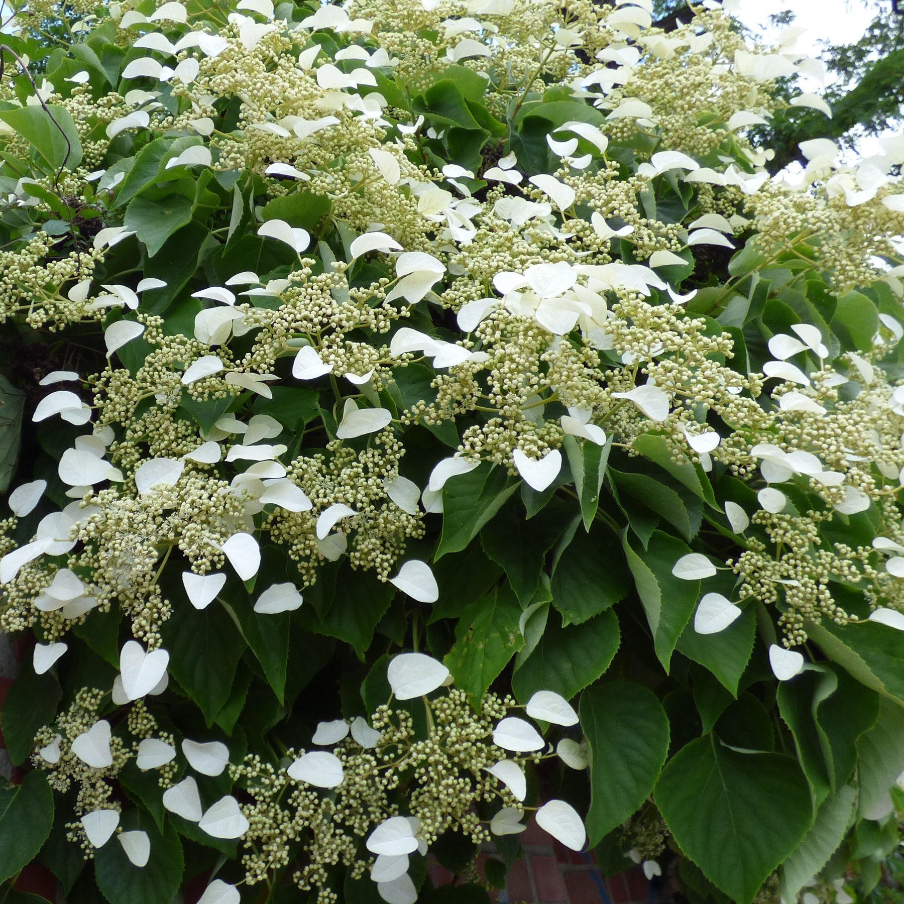 Collection de 3 grimpantes : jasmin, glycine, hortensia grimpant - Trachelospermum jasminoides, wisteria, hydrangea p