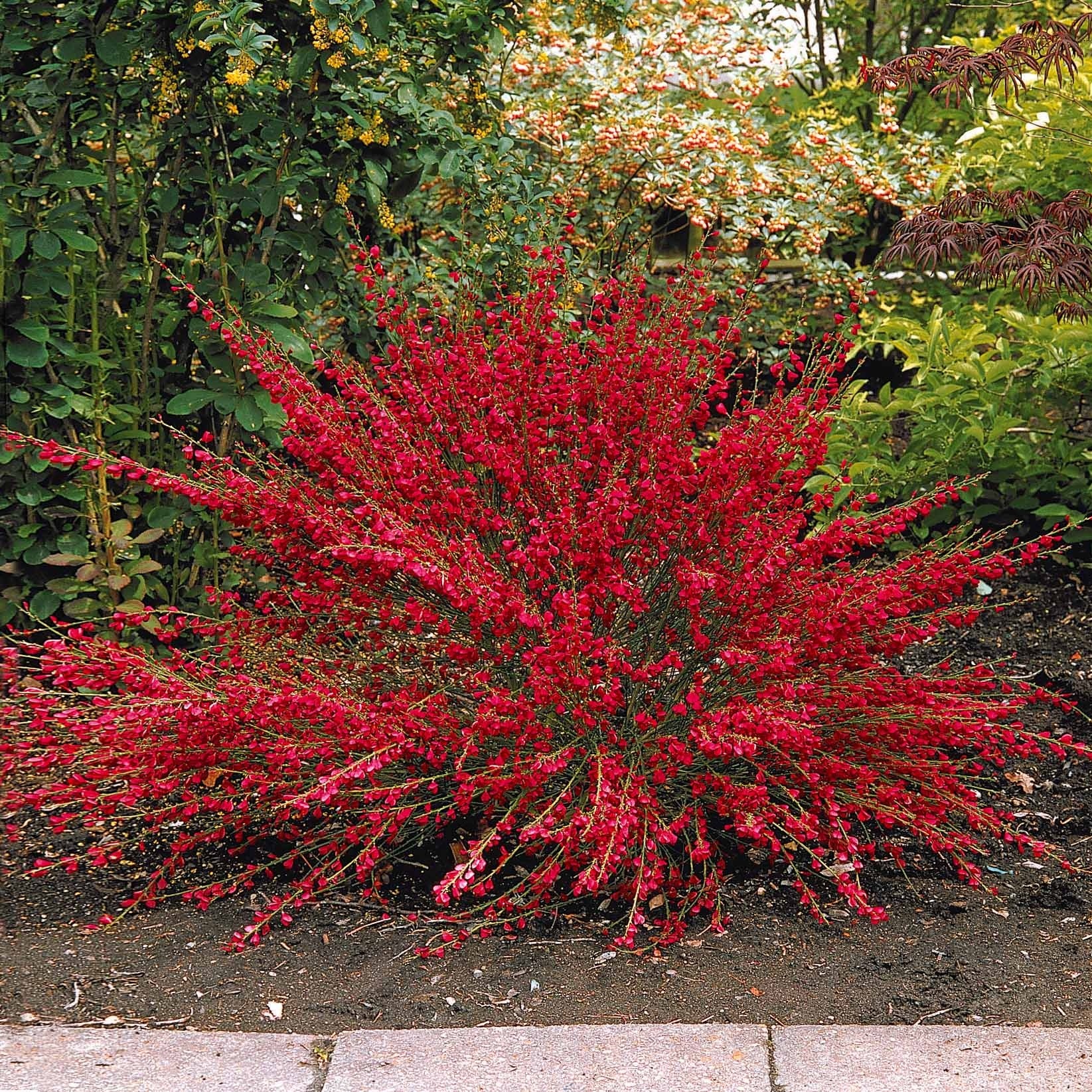 Collection de 3 arbustes : lagerstroemia, callistemon, genêt - Lagerstroemia indica, callistemon laevis, cytisus - Collections d'arbustes