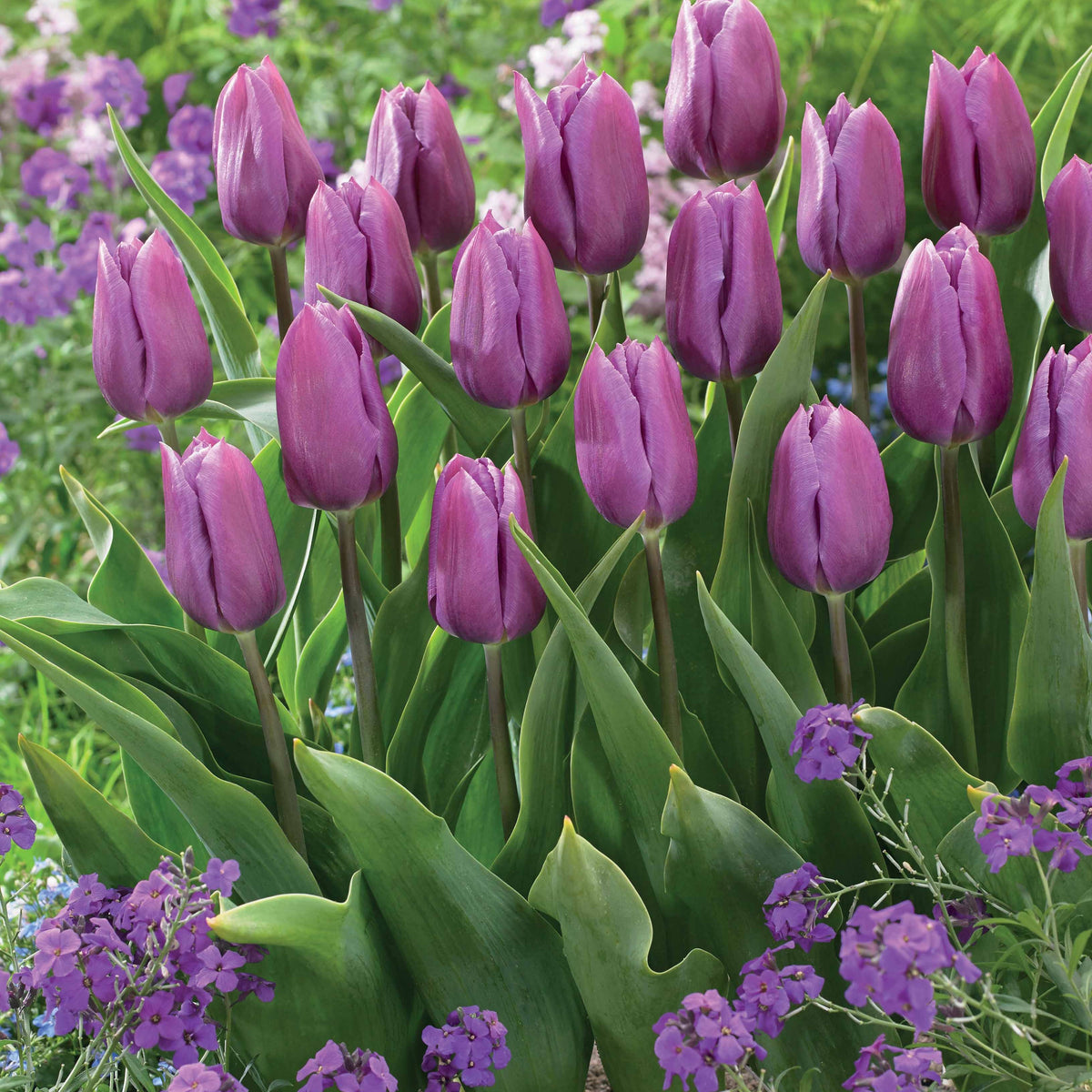 Collection de 20 Tulipes triomphe  Bellville et Blue Beauty - Tulipa triompe (bellville , blue beauty) - Bulbes à fleurs