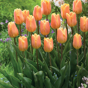 Collection de 20 Tulipes triomphe  Bellville et Blue Beauty - Tulipa triompe (bellville , blue beauty) - Tulipe