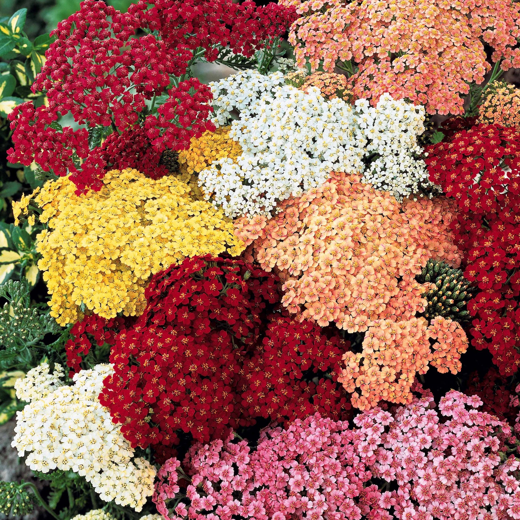 3 Achillées en mélange - Achillea - Plantes vivaces