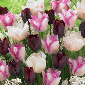 15 Tulipes longues tiges : Silk Road, Del Piero, Ronaldo en mélange - Tulipa slik road, del piero, ronaldo - Bulbes à fleurs