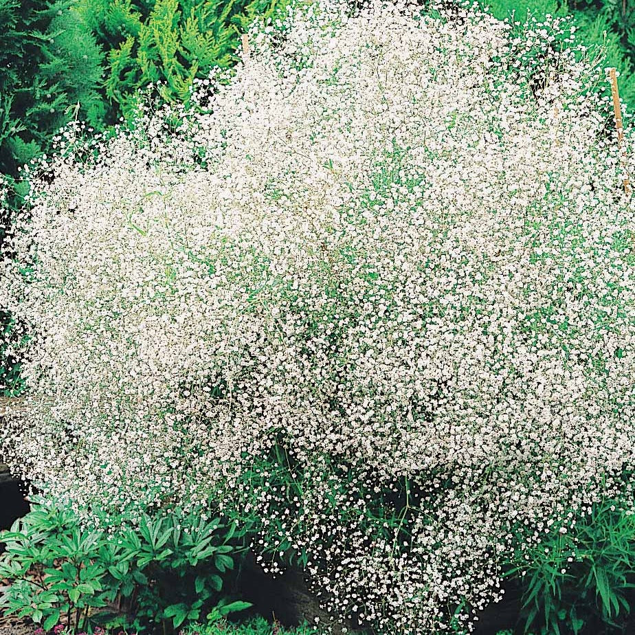 Collection de 11 plantes vivaces pour massifs champêtres - Delphinium, gypsophila paniculata, centranthus ruber - Plantes vivaces