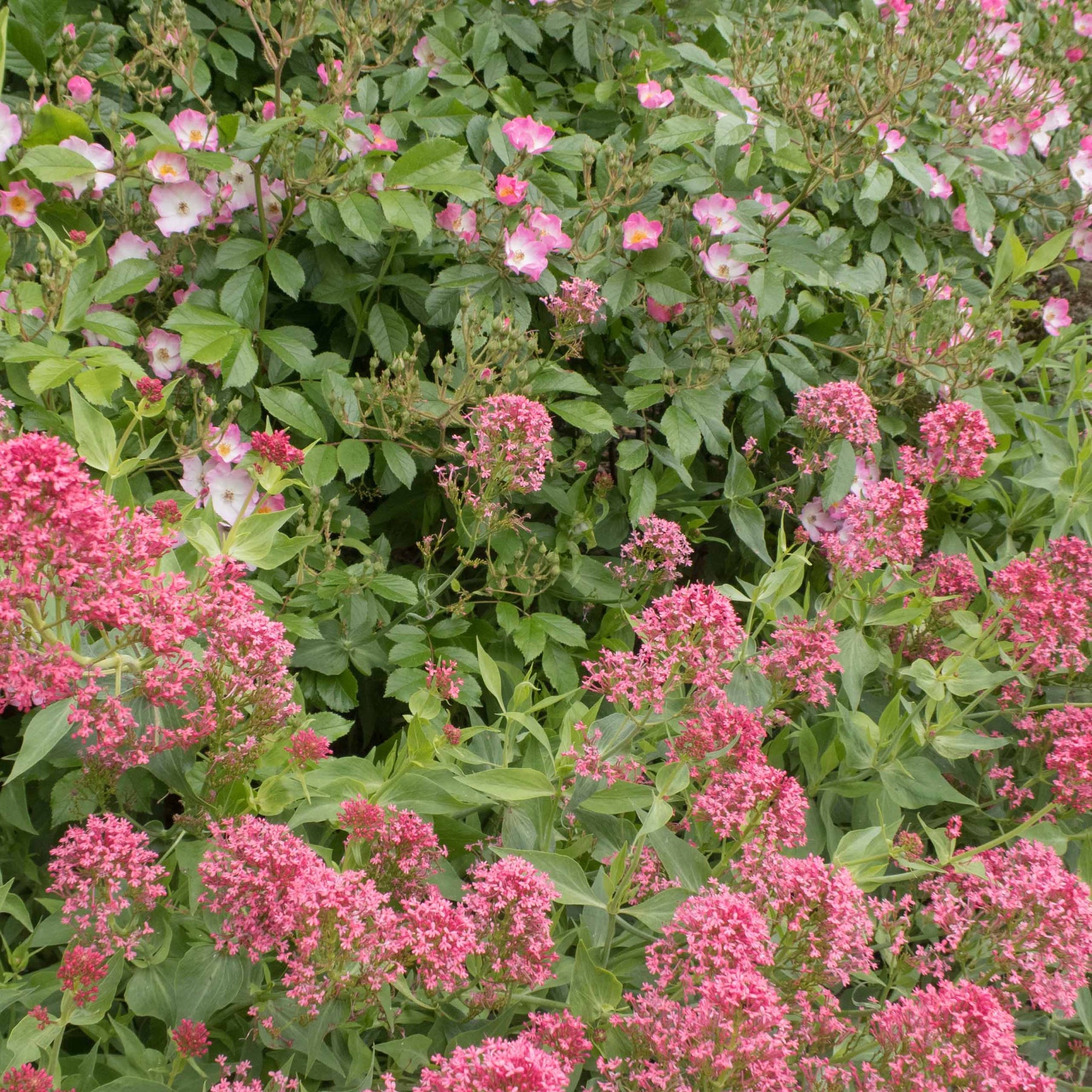 Collection de 11 plantes vivaces pour massifs champêtres - Delphinium, gypsophila paniculata, centranthus ruber