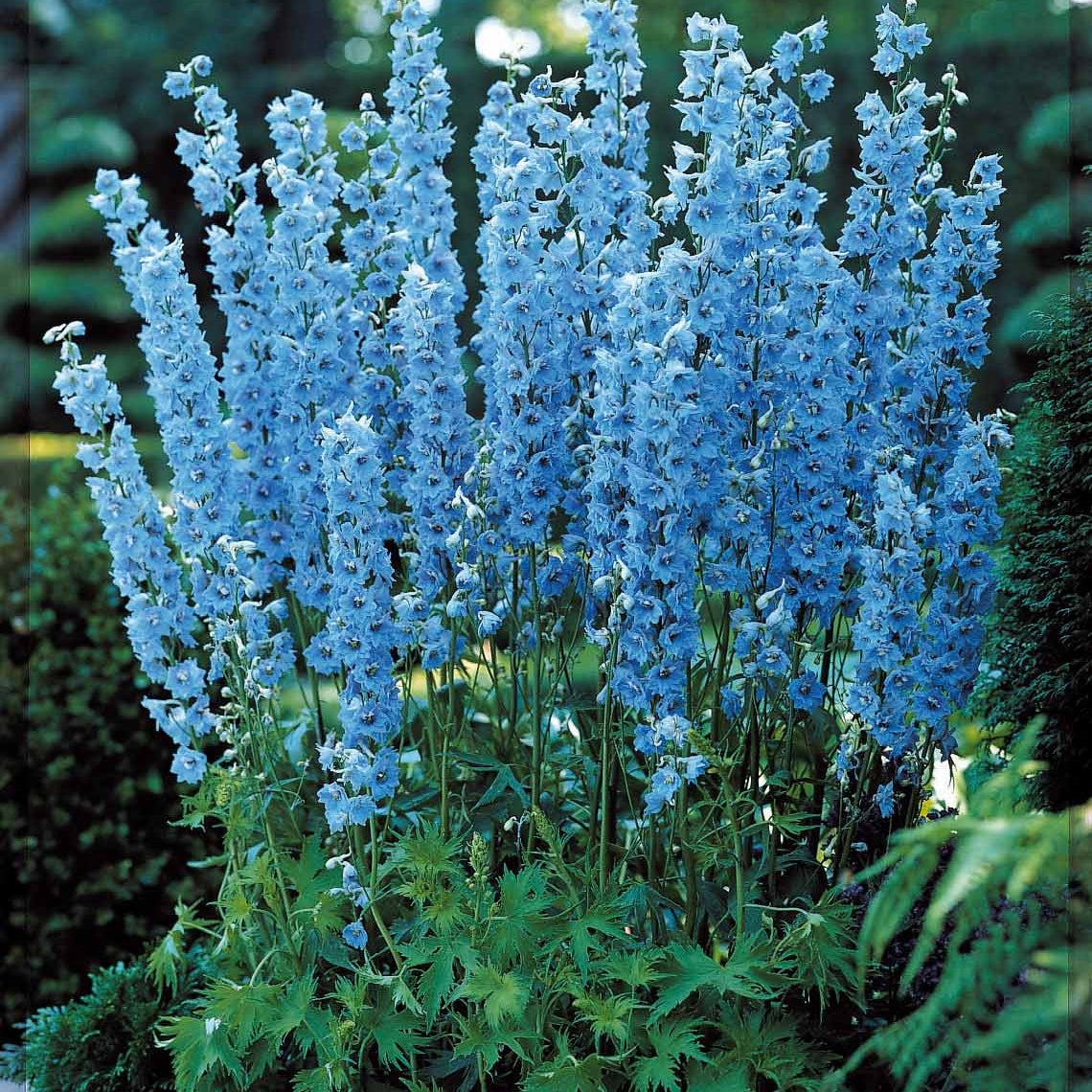 Collection de 11 plantes vivaces pour massifs champêtres - Delphinium, gypsophila paniculata, centranthus ruber