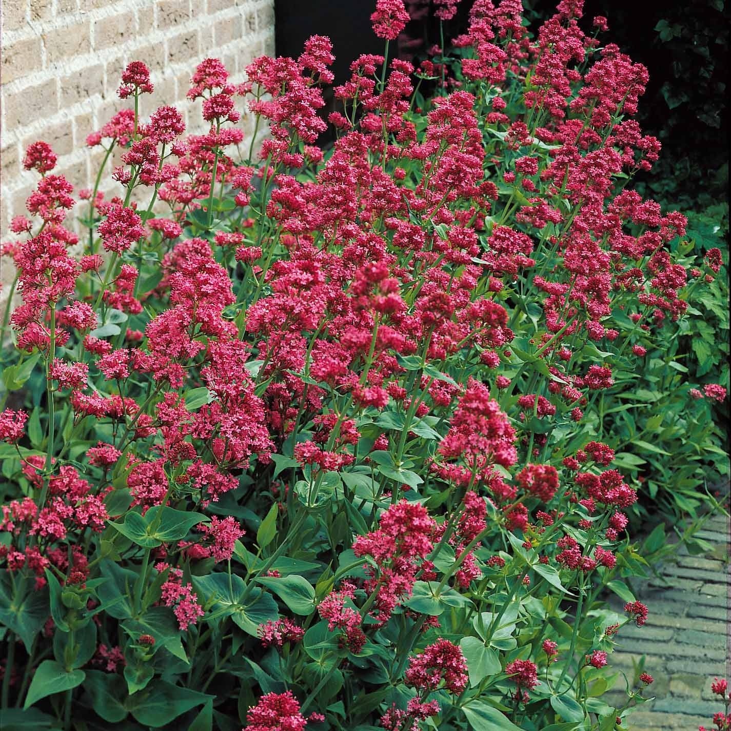 Collection de 11 plantes vivaces pour massifs champêtres - Delphinium, gypsophila paniculata, centranthus ruber - Collections de vivaces