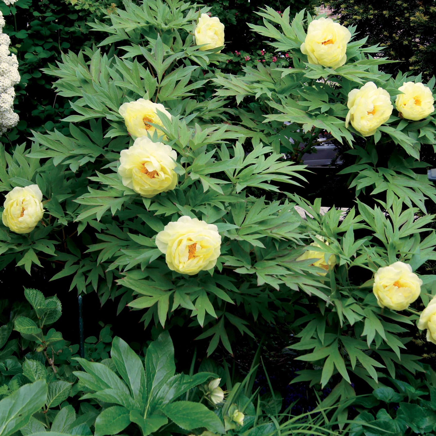 Collection de 4 plantes vivaces aux couleurs tendres - Paeonia itoh bartzella, delphinium bolero, gaura lindheimeri - Collections de vivaces