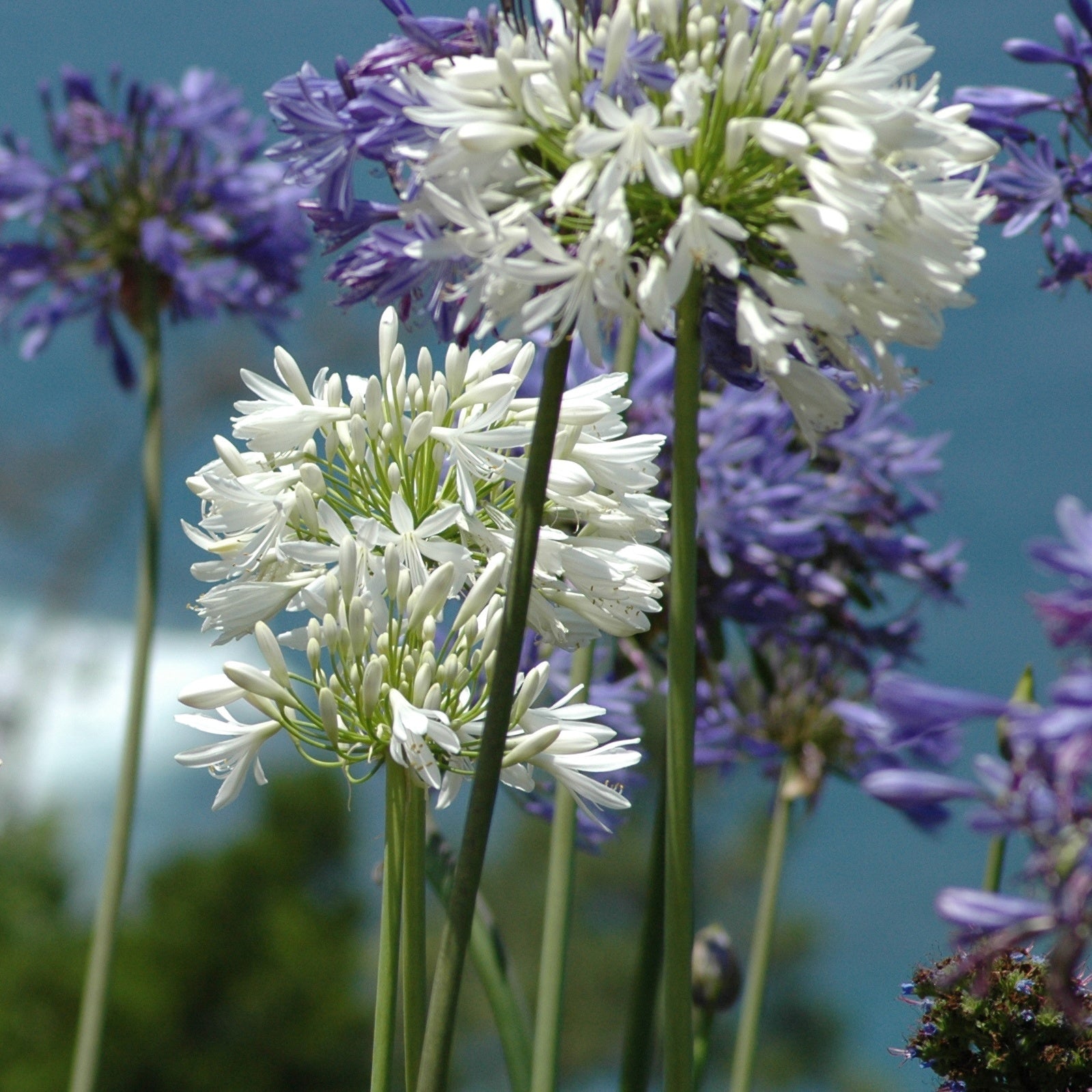 Collection de 7 plantes vivaces pour jardins et pots - Gaura lindheimeri whirling butterflies , agapanthus umbellatus