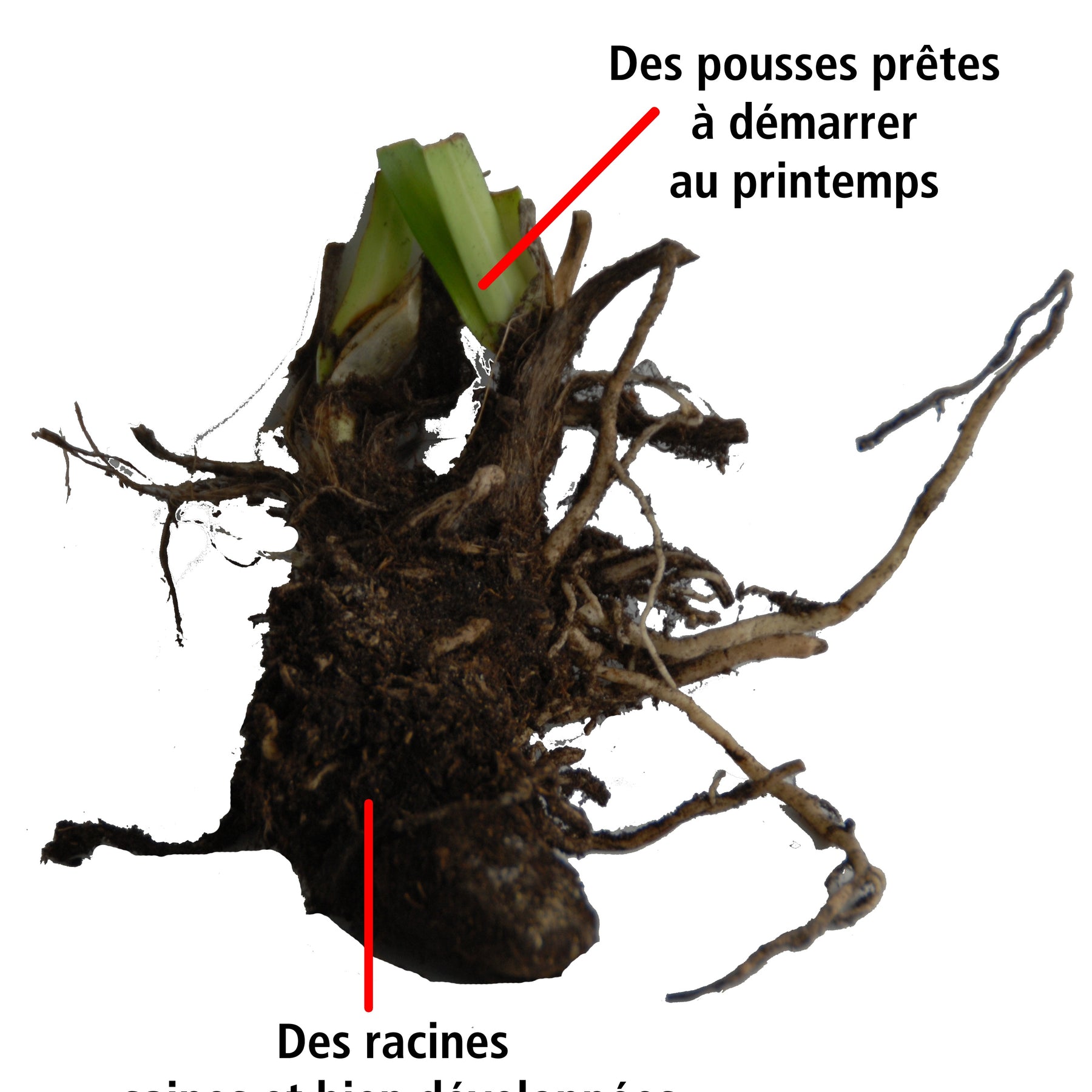 Collection de 7 plantes vivaces pour jardins et pots - Gaura lindheimeri whirling butterflies , agapanthus umbellatus