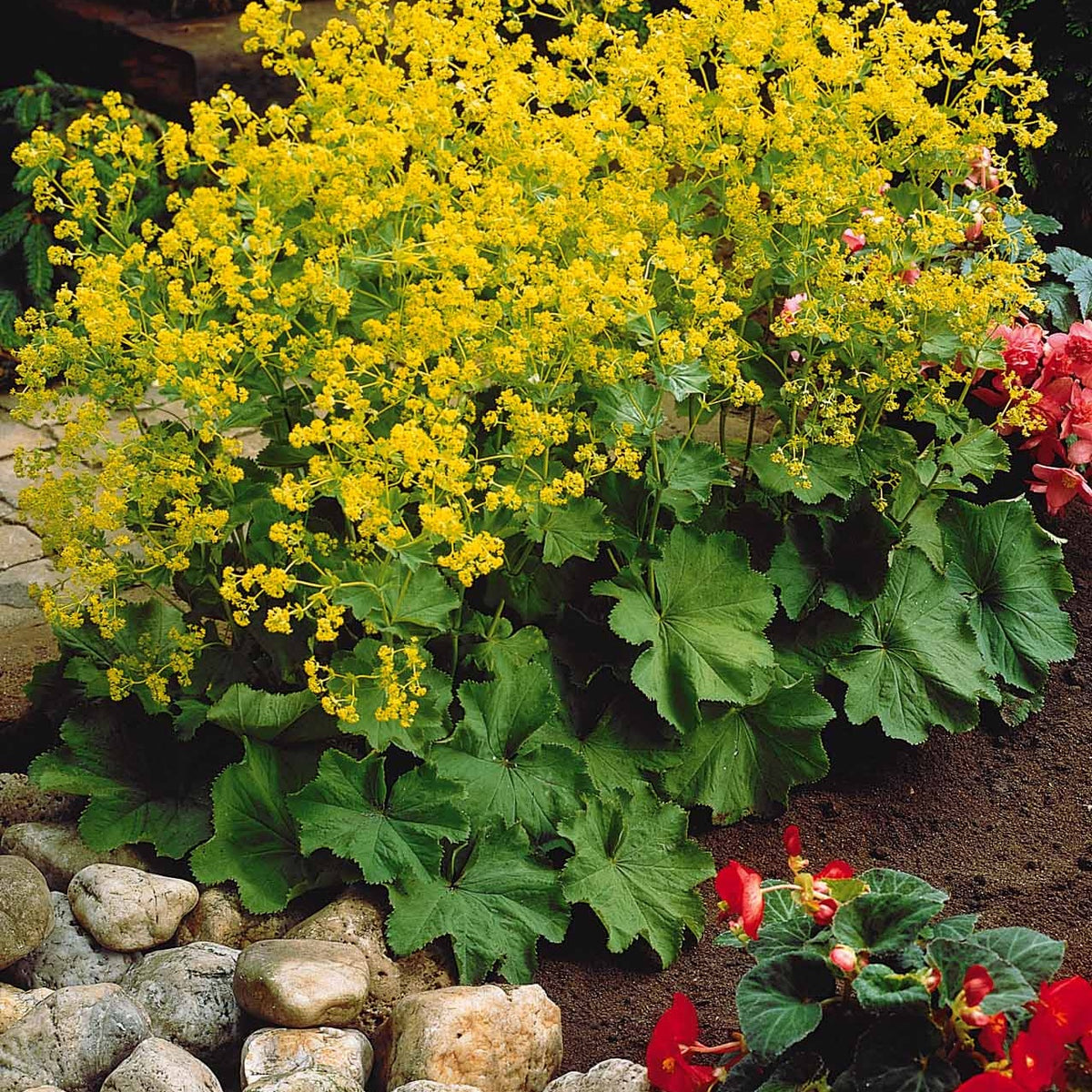 Collection de 11 plantes vivaces à floraison jaune - Solidago luteus, alchemilla mollis, hemerocallis stella de oro - Plantes vivaces
