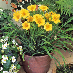 Collection de 11 plantes vivaces à floraison jaune - Solidago luteus, alchemilla mollis, hemerocallis stella de oro