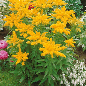 Collection de 11 plantes vivaces à floraison jaune - Solidago luteus, alchemilla mollis, hemerocallis stella de oro