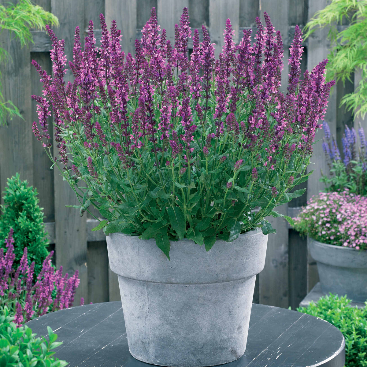 Collection de 12 plantes vivaces pour jardin coloré - Alchemilla mollis, Leucanthemum superbum, Salvia nemorosa, Asclepia incarnata - Willemse