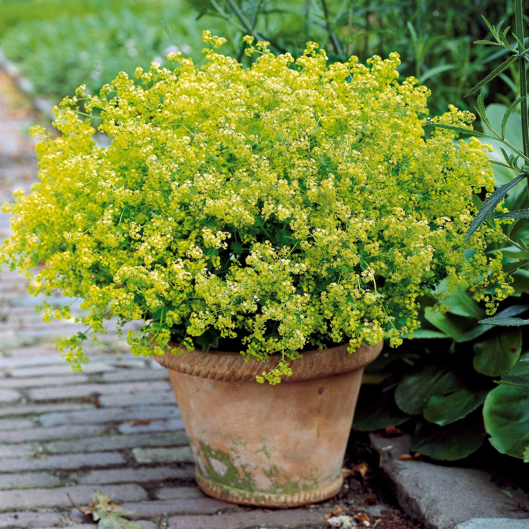 Collection de 12 plantes vivaces pour jardin coloré - Alchemilla mollis, Leucanthemum superbum, Salvia nemorosa, Asclepia incarnata