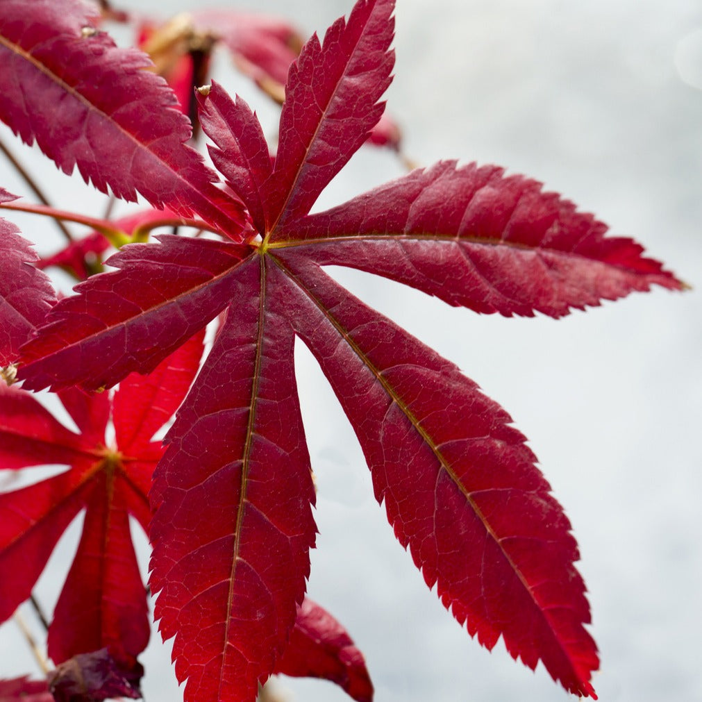 Collection de 3 arbustes pour terrasse et jardin japonais - Camellia japonica, Arundinaria murielae, Acer palmatum Atropurpureum