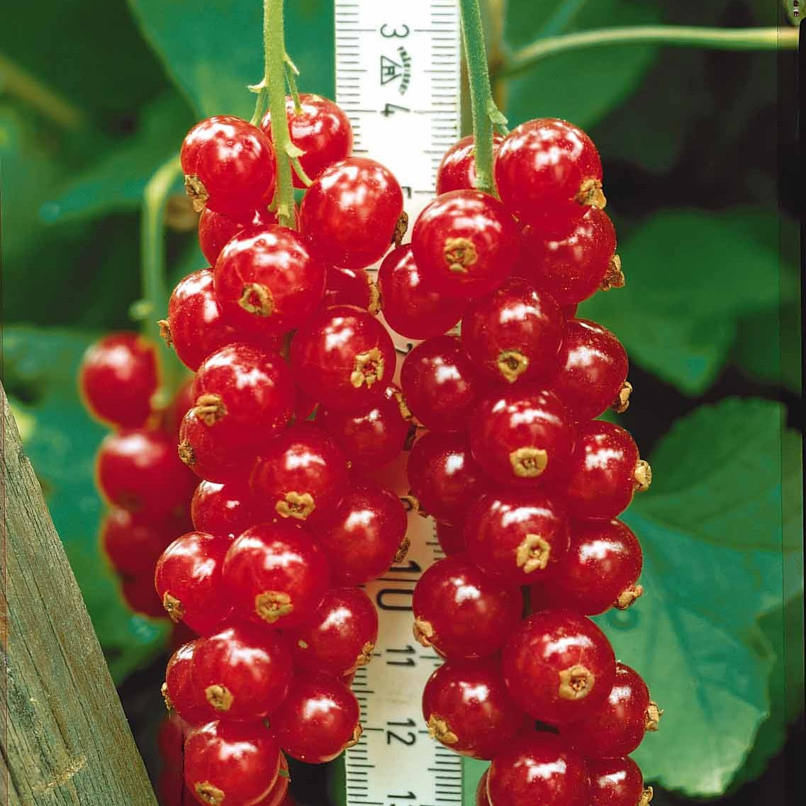 Collection de 9 Fruitiers à fruits rouges - Rubus idaeus 'sumo 2', ribes rubrum 'rovada', frag