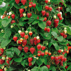 Collection de 9 Fruitiers à fruits rouges - Rubus idaeus 'sumo 2', ribes rubrum 'rovada', frag