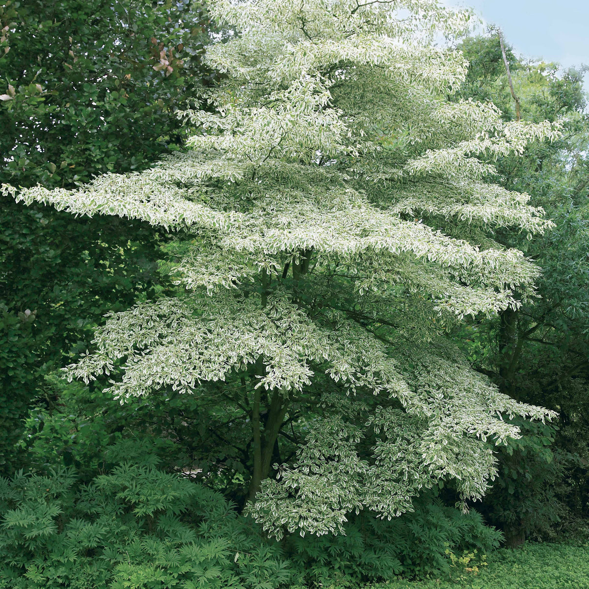 Collection de 3 arbustes pour jardin japonais - Fargesia scabrida, cornus controversa, acer palmat - Arbustes