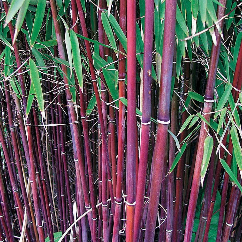 Collection de 3 arbustes pour jardin japonais - Fargesia scabrida, cornus controversa, acer palmat - Collections d'arbustes