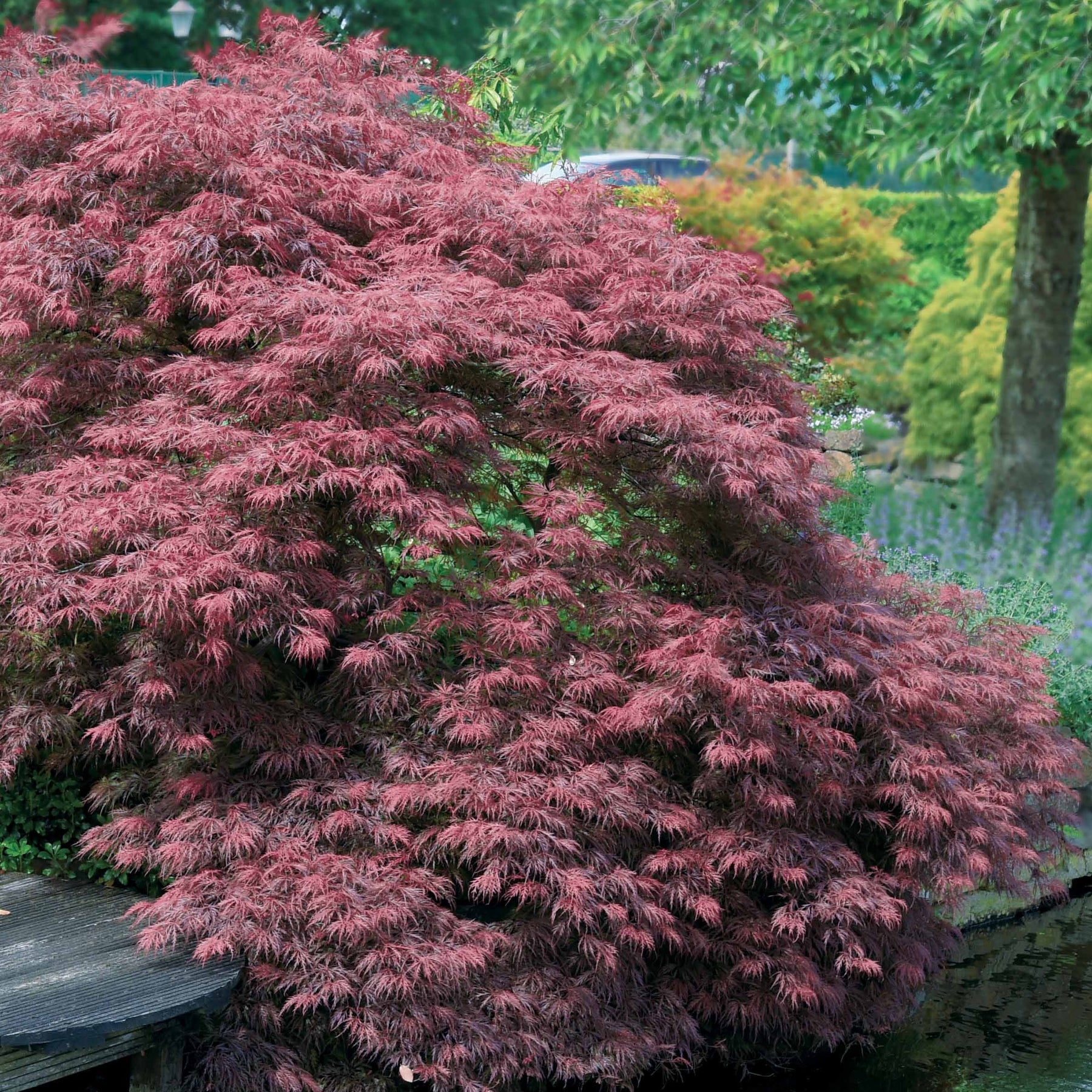 Collection de 3 arbustes pour jardin japonais - Fargesia scabrida, cornus controversa, acer palmat