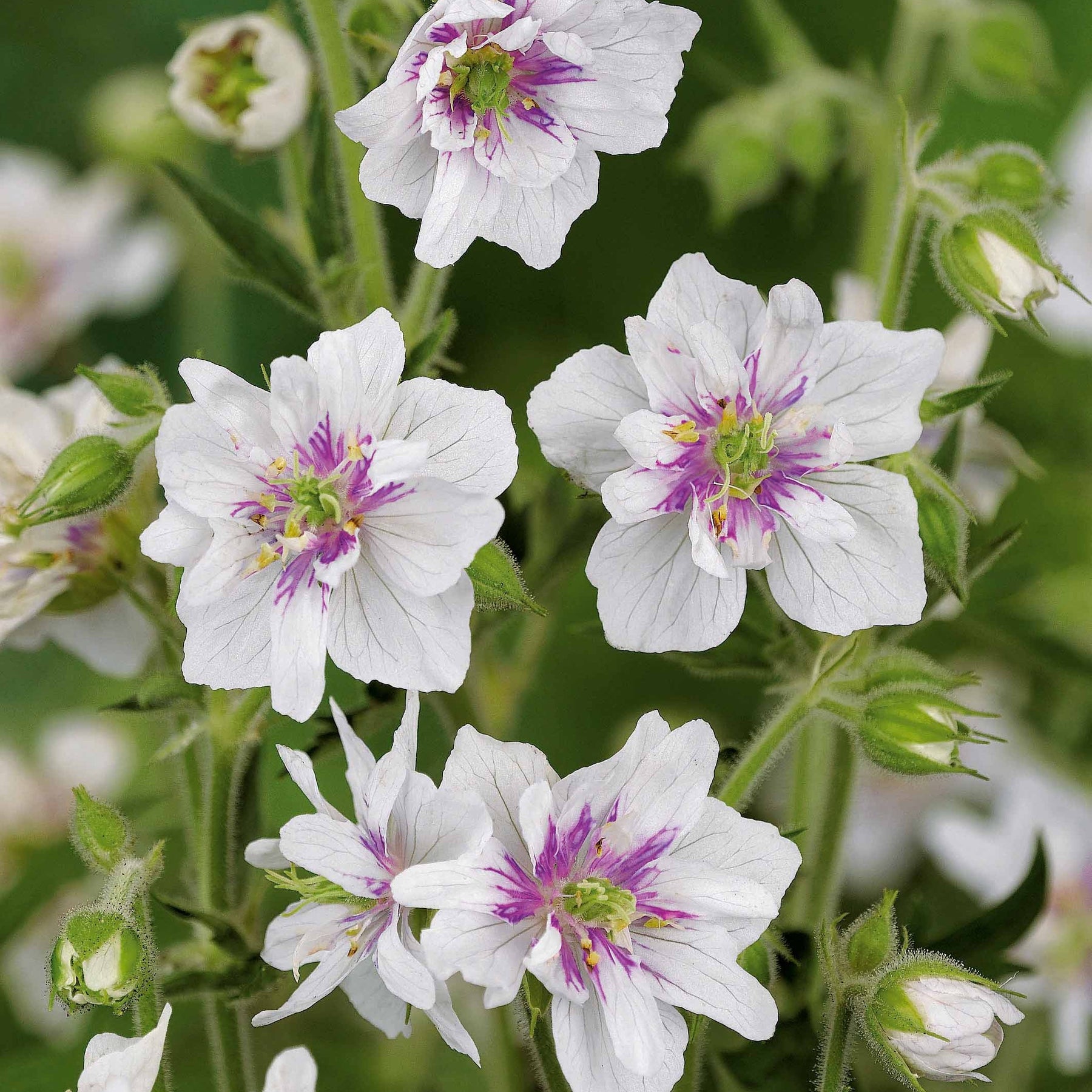 Collection de 6 Géraniums vivaces à fleurs doubles - 2geranium caeruleum, 2 double jewel, 2 birch double