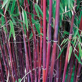Collection de 2 bambous non-traçants - Fargesia robusta campbell, fargesia scabrida asian wonder - Plantes