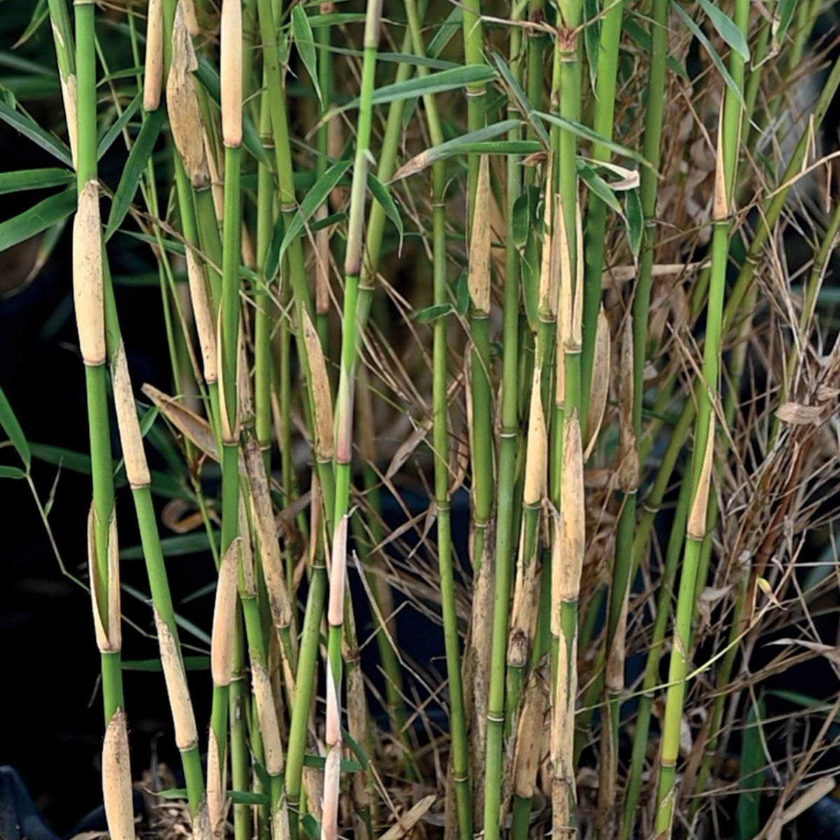 Collection de 2 bambous non-traçants - Fargesia robusta campbell, fargesia scabrida asian wonder - Arbustes